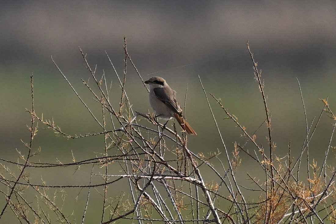 Isabelline Shrike